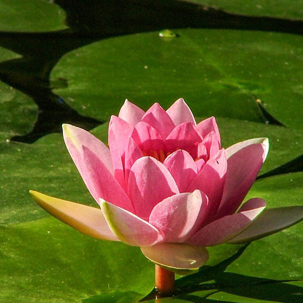 Seerose als Symbol für sichtbare und verborgene Organisationskultur